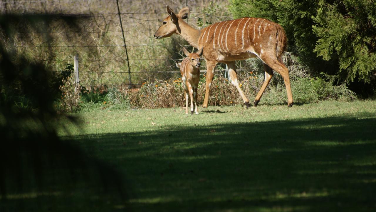 Weltevreden Country Guest Lodge Groblersbrug Luaran gambar